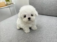 Emsalsiz Tea cup morkie bebekler