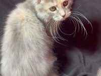 Full şecereli dişi maine coon yavrusu 3 buçuk aylık