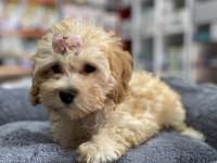 Mini Ve Standart Maltipoo Bebekler