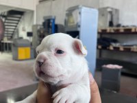 4 erkek ve 1 dişi french bulldog