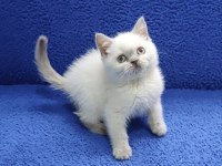 British Blue Point yavrumuz Teslime hazırdır
