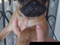 ERKEK PUG MOPS