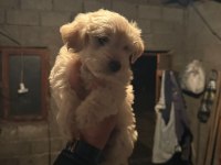 MALTİPOO KÖPEKLER