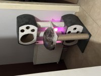 Kısır dişi kedi aranıyor