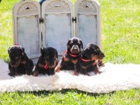 Asil Doberman yavrularım