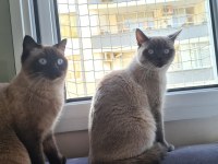 Evde kedi fazlalığından ev kedilerimi sahiplendiriyorum