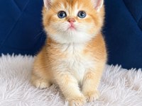 British shorthair ve longhair golden yavrular