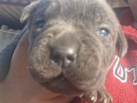 Cane corso yavru köpekler
