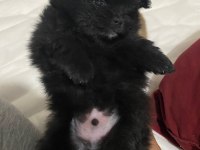 Pomeranian erkek