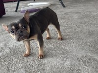2 yaş blue-tan dişi french bulldog