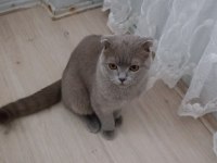 Scottish Fold erkek 12 aylık