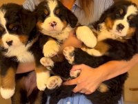 BERNESE YAVRULAR