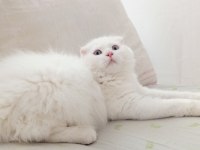 Uyguna Brittish Longhair Acil 6 Aylık Erkek