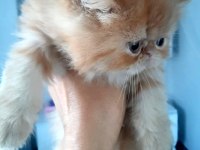 İran exotic longhair bebekler
