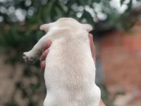 Kuyruksuz French Bulldog Anatomisi Süper