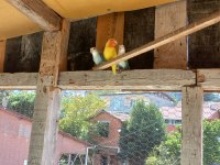 Sağlıklı sevda papağanları