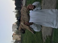 A Class Presa Canario Yavruları
