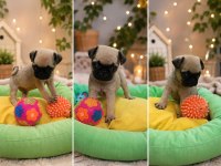PUG MOPS YAVRULARI EN KUCUK BOY GÜL KUYRUK BASIK SURAT