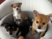 2,5 aylık chihuahua yavruları 2 erkek 1 dişi