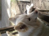 1 buçuk yaşında samoyed