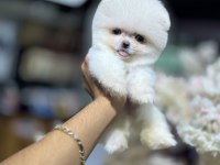 Irk garantili sözleşme ile teslim pomeranian