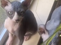 Elf Erkek 4,5 aylık sfenks