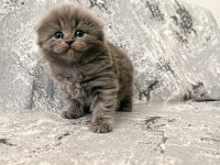 Scottish fold kedilerim rezerveye açıktır