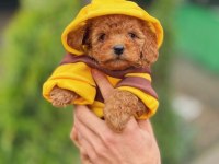 ARI MAYA POODLE
