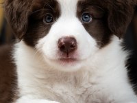 Çok iyi border collie yavruları istanbul