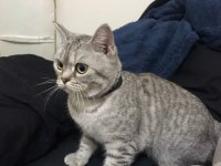 DİŞİ BRİTİSH SHORTHAİR KEDİME EŞ ARAMAKTAYIM