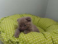 Scottish fold yavrularımız yeni yuvalarını arıyor