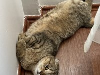 Kırık kulak scottish fold kızımıza yuva