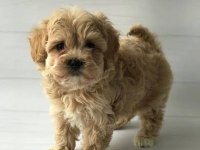 Orjinal Gerçek Teacup Maltipoo