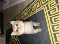 Yeni yuvalarına gitmeye hazır yavrular british shorthair