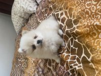 Dişi pomeranian