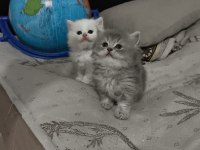 Kedilerimiz Şanlıurfa