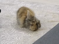 HOLLANDA LOP TAVŞANI 5 AYLIK