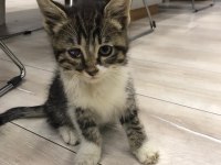 3 TANE TEKİR KEDİMİZ İÇİN YUVA ARIYORUZ