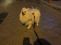 Uygun dişi pomeranian