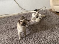 British longhair blue point