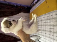 45 günlük uzun tüylü chihuahua dişi ve erkek orjinal