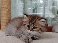 Dişi british longhair