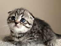 Dişi tabby scottish fold