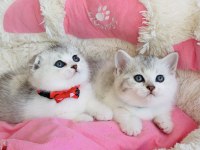Show kalite silver Bicolor scotısh bebekleirm 