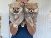 A KALİTE POMERANIAN BOO YAVRULARI