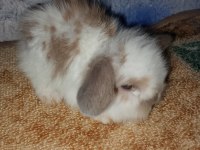 Teddy lop tavşan yavrular mavi göz