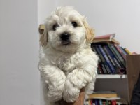 AYI SURAT MALTİPOO BEBEKLERİM