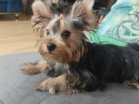 Yorkshire Terrier Erkek Yavrumuz