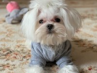 Orjinal Kore Maltese Yavrumuz