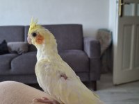 Yavru Lutino Sultan Papağanı